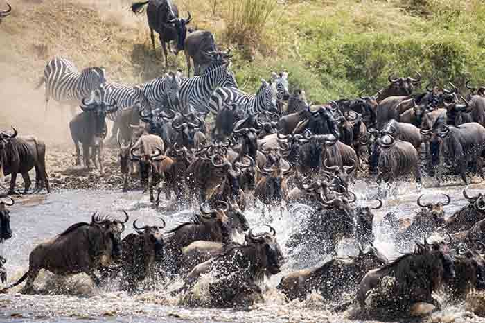 Great Migration Kenya Tanzania safari Maasai Mara